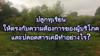 ปลูกทุเรียนให้ตรงกับความต้องการของผู้บริโภคและปลอดสารเคมีทำอย่างไร?