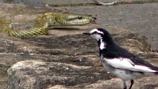 ninja snake / ヘビの予想外な行動力 20160614  japanese rat snake climbing wall 壁を登る蛇 アオダイショウ