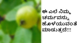 ಈ ಎಲೆ ನಿಮ್ಮ ಚರ್ಮವನ್ನು ಹೊಳೆಯುವಂತೆ ಮಾಡುತ್ತದೆ !!! | Kannada Health Tips