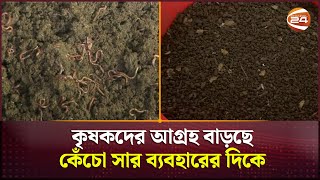 বিষমুক্ত ফল-ফলাদি ও সবজি চাষে ব্যবহার করা হচ্ছে ভার্মি কম্পোস্ট! | Vermicompost Usage | Channel 24