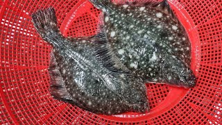 [최초 영상출연!] 좌광우도? 도다리?가자미? 강가자미 라고 부르겠습니다.Korean fish market - seafood.