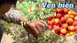 Lần đầu hái trái ma dương quý hiếm ven biển||hoàng 85 vlog