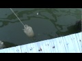 HOW TO CATCH PINFISH - FOR BAIT HOW TO CATCH PINFISH - FOR BAIT