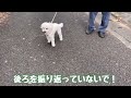 チャレンジだ！ ★トイプードルのうめ吉くん 1174日目 ★umekichi diary of poodle dog