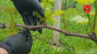 Green pruning of the vine - for salvation from disease and large bunches