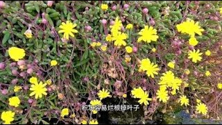 紫玄月，在各种垂吊型多肉植物中生长最快，你知道怎么养吗？