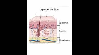 Layers Of The Skin | Epidermis | Dermis | Hypodermis, #skin #dermatology #dermatologist