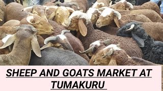 every Tuesday tumakuru sheep and goats market part 2 @agrianimals