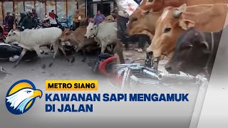 Kawanan Sapi M3ng4muk, Sejumlah Kendaraan Rusak [Metro Siang]