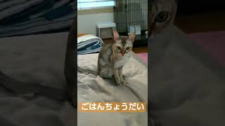 3gのカリカリをあげても、すぐにお代わりをねだる2025年2月5日#シンガプーラ#猫#singapura#cat