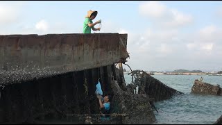 废弃沉船里的大青口没人摘，一眼望去密密麻麻，小池过来抓爆桶了