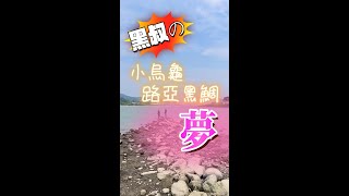 張小黑-黑叔的小烏龜路亞黑鯛夢 #釣魚 #黑鯛 #fishing #路亞 #lure #クロダイ