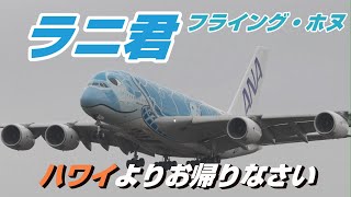 【4K】成田空港 ひこうきの丘 全日空 エアーバスA380 フライング・ホヌ ラニ君ハワイから到着