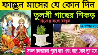 ফাল্গুন মাসে তুলসীর শিকড় এইভাবে আপনার কাছে রাখলে রাতারাতি মনস্কামনা পূরণ হবে দূর হবে বাস্তু দোষ