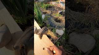 Chipmunk Alvina learning hand communication 🐿️ check this out #shorts #chipmunk #wildlife