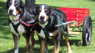 Greater Swiss Mountain Dog Fast Facts