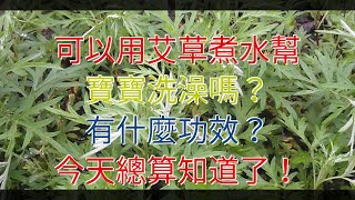 可以用艾草煮水幫寶寶洗澡嗎？有什麼功效？今天總算知道了！