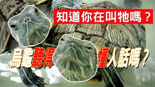 烏龜聽的懂人話嗎🐢烏龜知道你在叫牠嗎📣？！ |【雙Q烏龜成長日記】