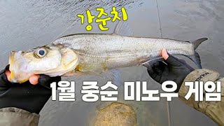 시즌 D-** 미노잉 게임으로 웜업/ 강준치로 준비운동