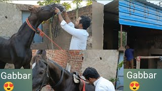 Gabbar 😍 K Liye Ghar Ka Set-up Taiyar kr Diya.