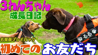 ビーグルの子犬たちにお友達ができました。初めての出会いを振り返ります。【ビーグル子犬成長日記】