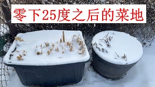 【菜地参观】零下25度极寒天气之后的蔬菜  供种植秋菜时参考