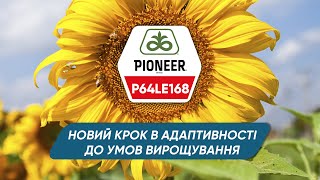 P64LE168 – адаптивний гібрид соняшнику для технології ExpressSun®