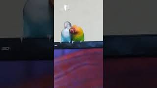 ボタンインコ兄弟 じゃれあう