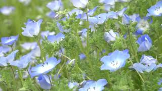 【ローカルニュース】おかばる花公園 ネモフィラ祭り