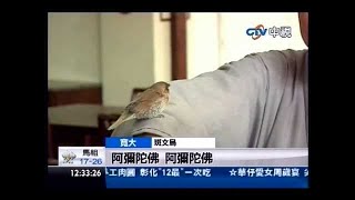 法鼓山養斑文鳥~取名「寬大」，竟會念阿彌陀佛