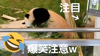 【続・楓浜速報w】結浜あぜん(再び)🤣暴れ散らかして姉を起こしたwおてんば子パンダ🍁