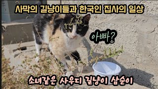 작은 소녀같은 사우디 길냥이 삼순이 (매일 매일 이 아이 생각에)