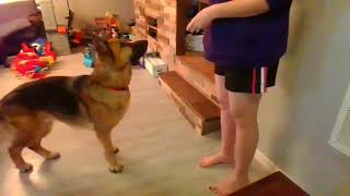 Transfer stimulus control tasklist 11