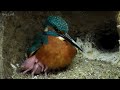 kingfisher chick swallows entire fish discover wildlife robert e fuller