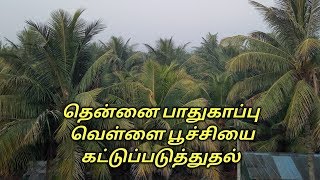 தென்னை பாதுகாப்பு வெள்ளை பூச்சியை கட்டுப்படுத்துதல்.