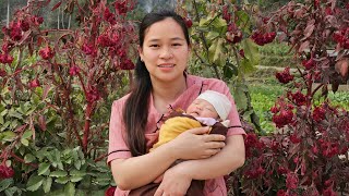 Cute Baby Happy With Mother: Maya Picked Herbs To Bathe Ly Thi Ca