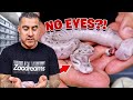 We Hatched Snakes Without EYES!!!