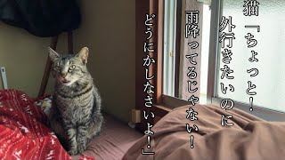 雨を人の所為にして文句を言う居候の猫