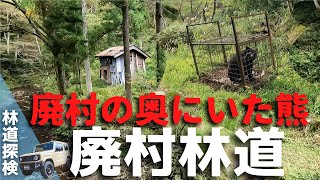 【廃村】【廃墟】【林道】＃37  林道探検中に見つけた廃村跡には今にも壊れそうな小屋と、それとは正反対の家が残っていました。最後には熊が。。。