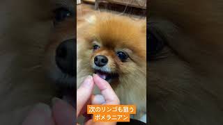 次のリンゴも狙うポメラニアン #ポメラニアン #dog #pomeranian #いぬのいる生活