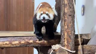 茶臼山動物園レッサーパンダ アンコ②