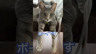 生きてるだけでトントントン。人生なんてそんなものです。←猫的考え#cat #ねこ #保護猫 #shorts