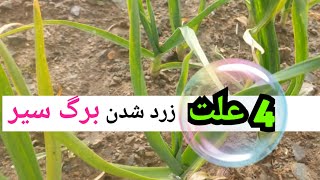 سیر | چرا برگ سیر زرد و خشک میشود | چهار علت زرد شدن برگ سیر | why the leaf garlic become yellow