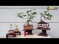 WACANA INSPIRASI IDE MEJA POT BONSAI BUNGA UNIK ANTIK