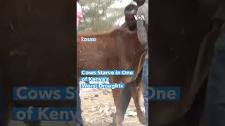 Cows Starve in One of Kenya's Worst Droughts #shorts