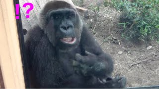 Gorilla◆Boom! Mom Genki stares at me at close range.【Momotaro family