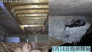 １号巣巣立ち完了　２号巣巣立ち完了(６月１０日）　3号巣卵5個確認 ４号巣修復中