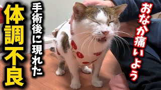 避妊手術を終えた元野良猫の体に現れた不調とは…