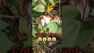 cotton plant #nature lover # mind-blowing 😱😱😱😱#cotton #