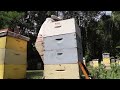 small business spotlight my friend s bee yard – apiary